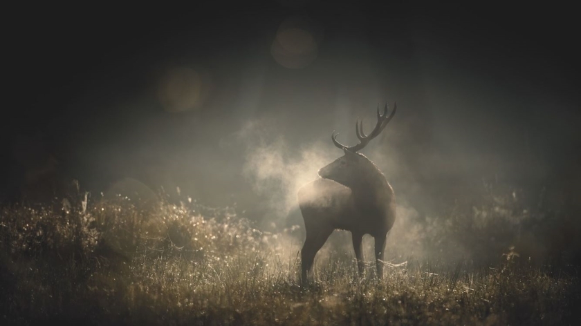 Prikkelarme voorstelling: Whispers in the Woods