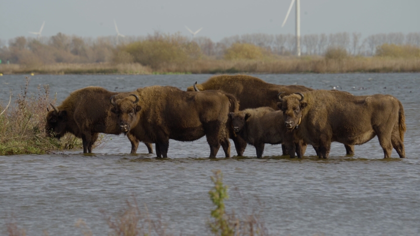 Verbonden met Zeeland