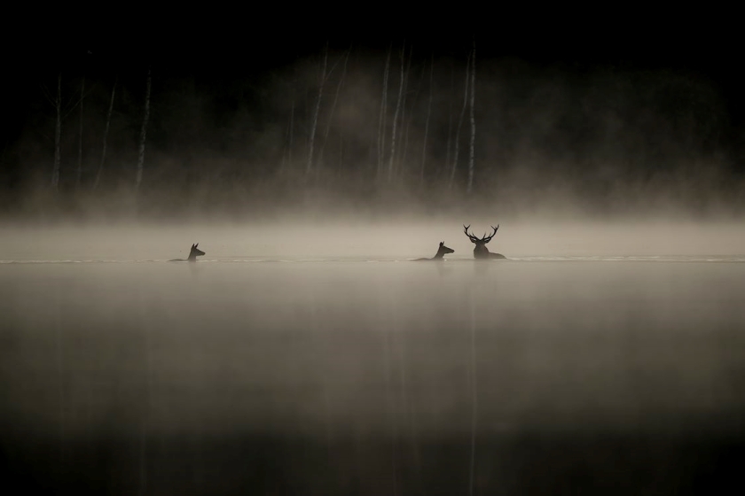Whispers in the Woods