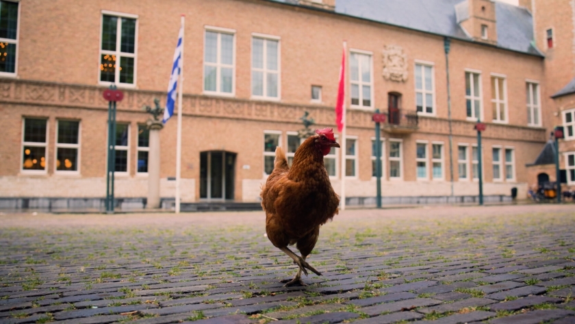 Niet pluis