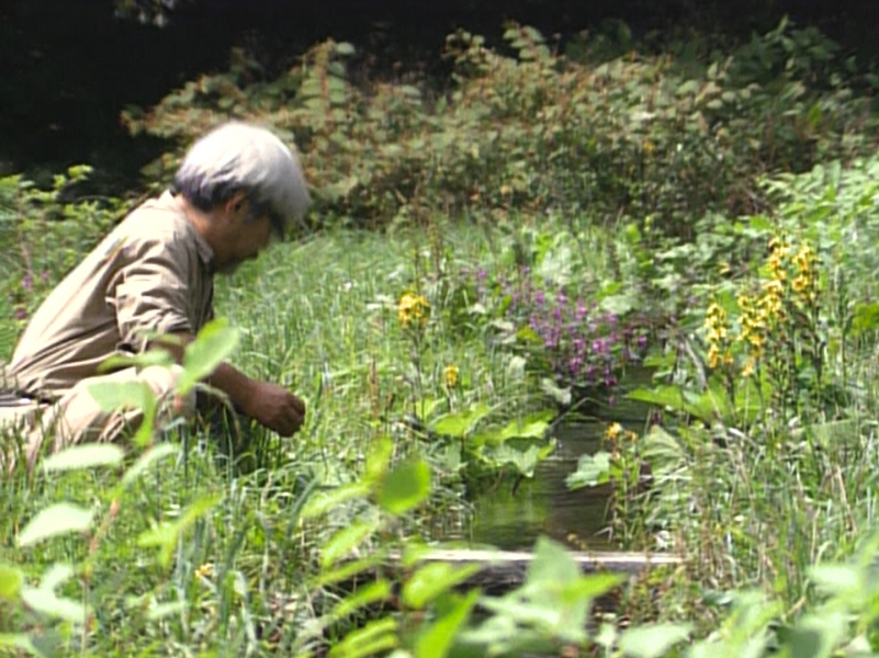 Miyazaki: Spirit of Nature