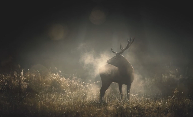 Whispers in the Woods