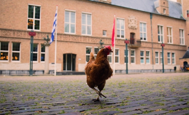 Niet pluis